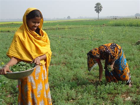 One Of The Two Women Farmers Clearing A Leased Farm Land In Nachol Village In North Bangladesh