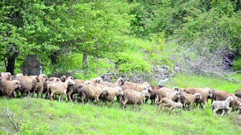 Herding Sheep Mountains Flock Grazing On Stock Footage Video 100