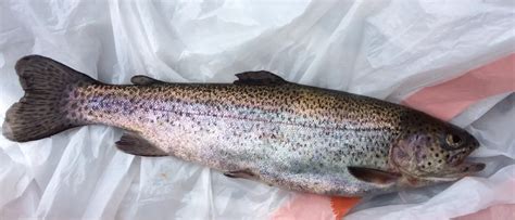 Rice Lake Stocked Rainbow Trout Bc Fishing Journal