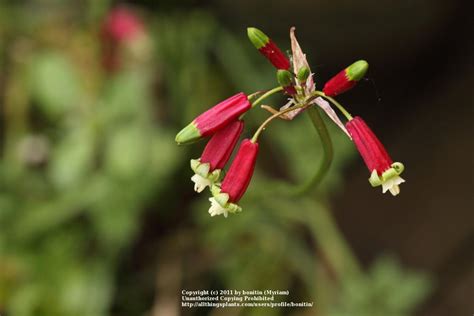 Firecracker Flower Dichelostemma Ida Maia