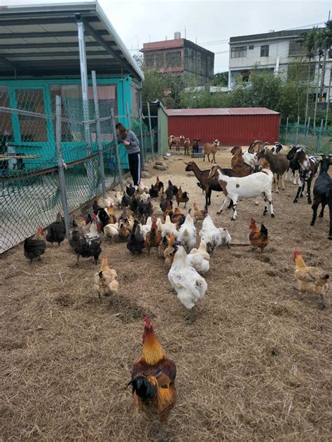 Pigs' Heaven - farmed animals sanctuary in TAIWAN | Animal ...