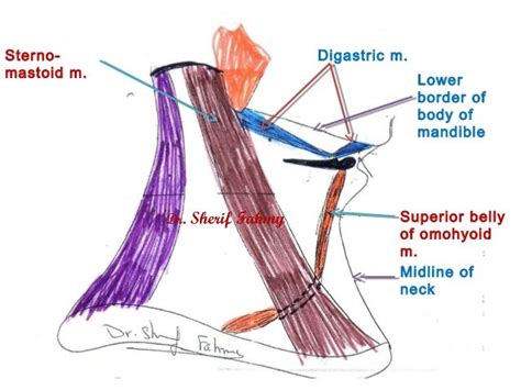 Neck Region Anatomy Human Anatomy
