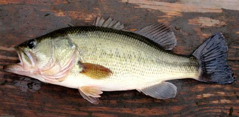 Largemouth Bass Species