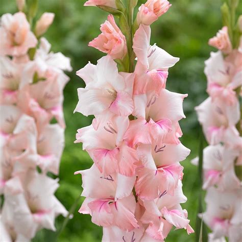 A Touch Of Romance Gladioli Adrenaline Is A Stunning Blend Of Pale Pink And White That Is Sure
