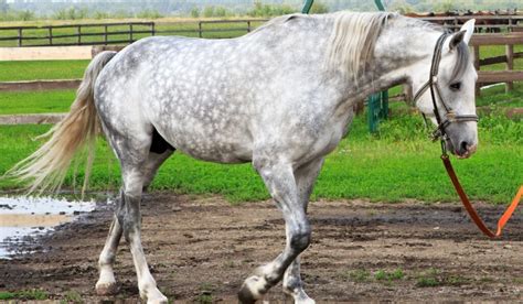 beautiful italian horse breeds  pictures helpful horse hints
