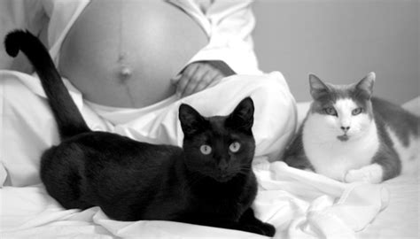Pregnant Women Dont Get Rid Of Your Cats Catster