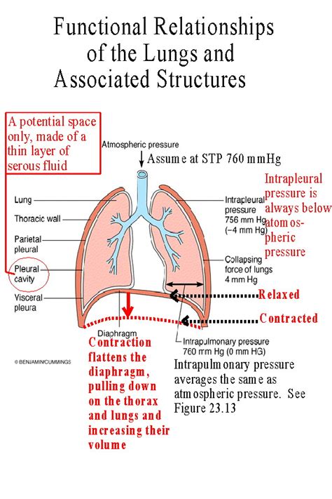 Lungs Zones Of The Lungs