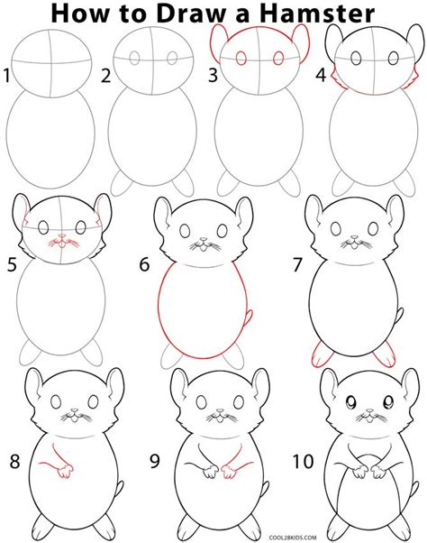 How To Draw A Hamster Step By Step Pictures Cool2bkids