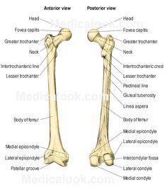 Bildresultat för femur latin | Anatomy bones, Anatomy and physiology