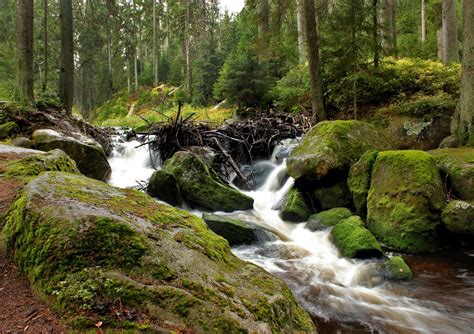 Fotoğraf Peyzaj Ağaç Doğa Orman şelale Dere çöl Ahşap Nehir Vadi Taş Yosun Akış