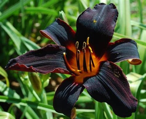 Daylily Africa Live Plant Outstanding Dark Color Black Flowers Day