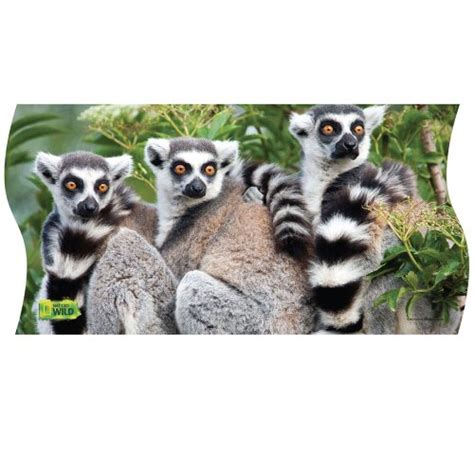 National Geographic Wild Ring Tailed Lemurs Panorama