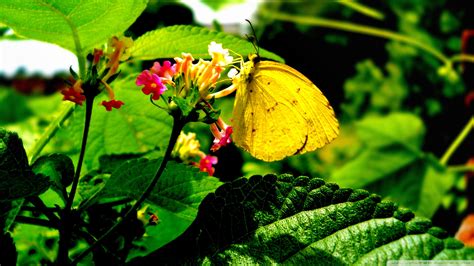 Download Yellow Butterfly On Flower Wallpaper 1920x1080