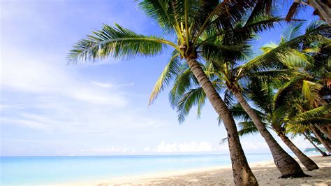 Wallpaper Coast Sea Island Palm Trees Beach 1920x1080 Full Hd Picture Image