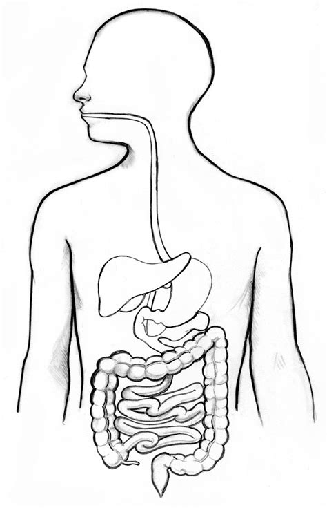 28 Sistema Digestivo Pictures Nietma