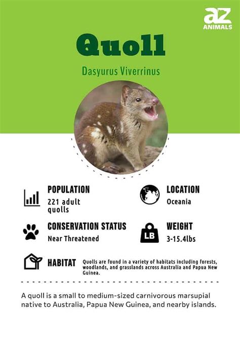 Quoll Animal Facts Dasyurus Viverrinus A Z Animals