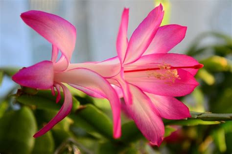 How to get a christmas cactus to bloom. All You Need to Know About Growing a Christmas Cactus ...