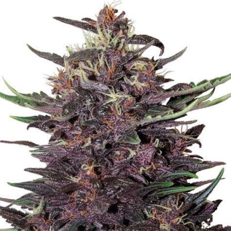 Purple Kush Feminized Smoke4us Weed Shop Cannabis Seeds Forsale