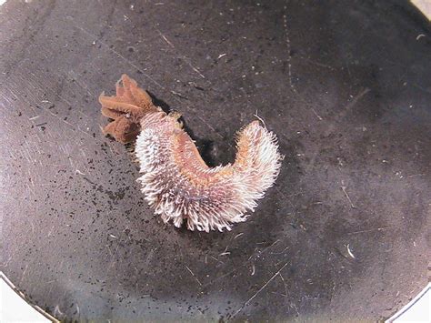 The Pompeii Worm Is One Of The Most Heat Tolerant Animals On Earth It