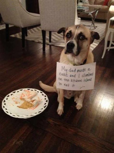 55 Hilarious Examples Of Dog Shaming At Its Best Dog
