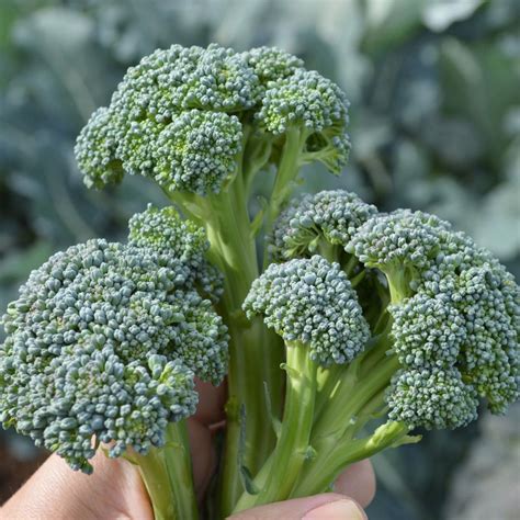 New Broccoli Kohlrabi Varieties Introduced For 2020 Spring Gardens