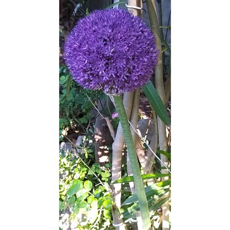 Ail d ornement géant Allium giganteum aux boules de fleurs lilas