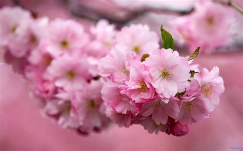 Images have the power to move your emotions like few things in life. Sakura Flower Wallpapers - Wallpaper Cave