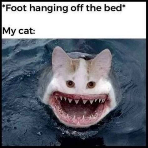 Random Funny Memes (52 pics)