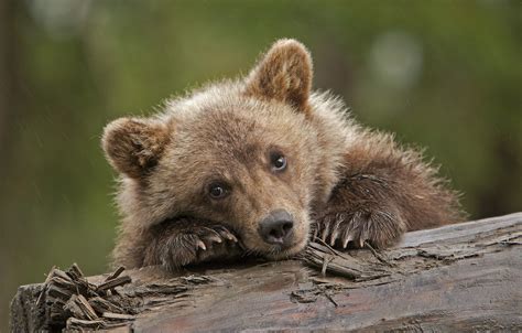 Wallpaper Sadness Cute Bear Grizzly Images For Desktop Section