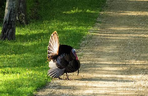 tom turkey and his shadow photograph by stephanie forrer harbridge pixels