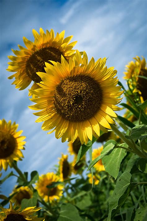 10 Sunflower Photography Ideas And Tips Nikon Nikon