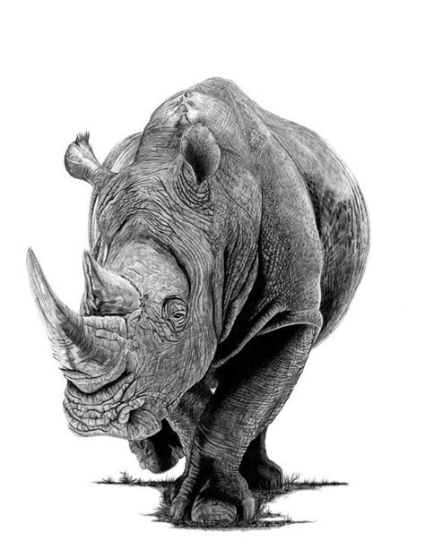 Rhino 2019 Pencil Drawing By Paul Stowe Rhino Art Animal Drawings