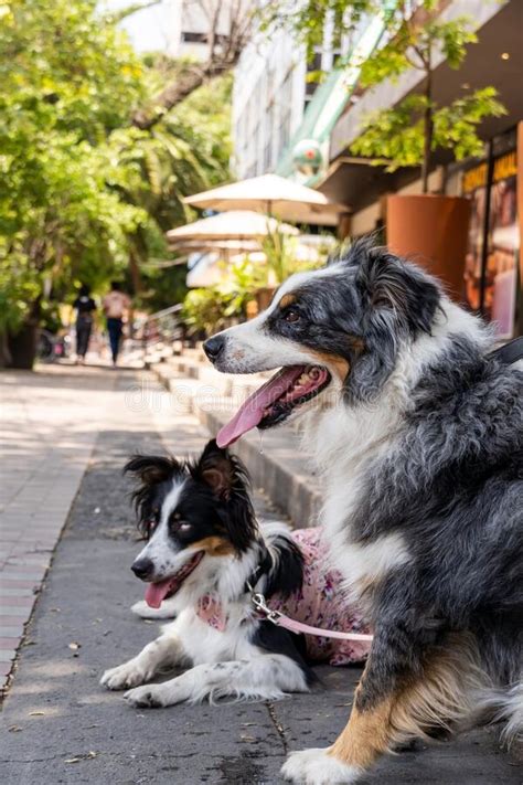 Two Dogs Together Happy Border Collie On The Street Watching People