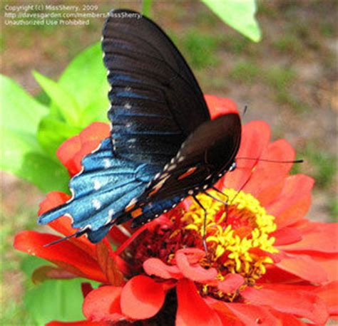 The internet protocol (ip) pipeline application is intended to be a vehicle for rapid development of packet processing. Wooly Pipevine for Pipevine Swallowtails - Dave's Garden