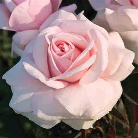 Meredith Hybrid Tea Rose Hybrid Tea Roses Edmunds Roses