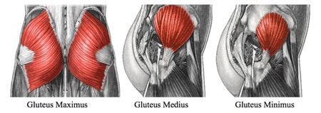 I always found a diagram of the human body to be very useful when it came to training. Step-by-Step Glute Training - Robertson Training Systems
