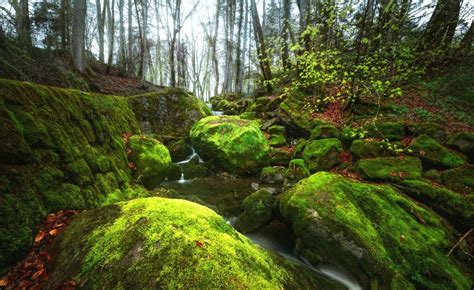 Download Nature Forest Trees Small River Creek Rock Stones