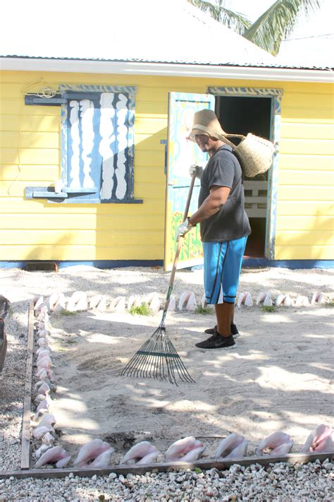 Christmas Housecleaning For Miss Lassies Cayman Compass