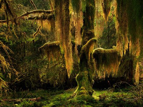 Hoh Rain Forest Photograph By Leland D Howard