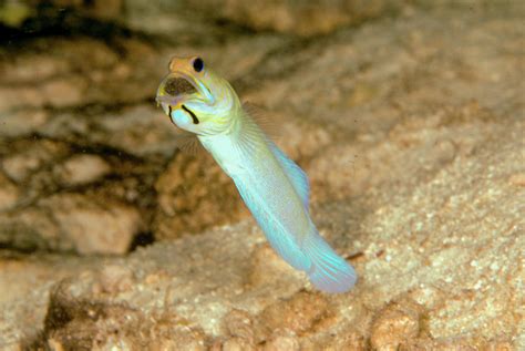 Yellowhead Jawfish Mouth Brooding 2 Photograph By Robert Wrenn Fine