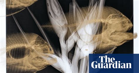 X Rays Of Earths Health In Pictures Art And Design The Guardian