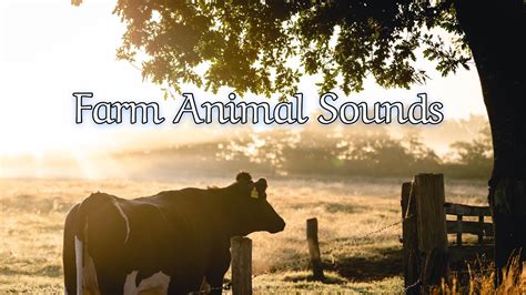 Real Farm Animal Sounds Without Music🐓🦢🐄🦮 Youtube