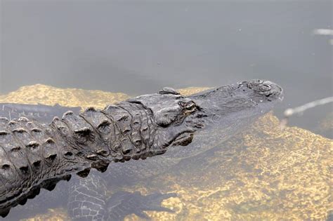 Alligator Swimming In Water In Florida Stock Image Image Of Bite