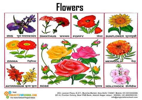 190 50 flowers ornament frame. Kids Science Projects - Flower Pictorial 1 - free download