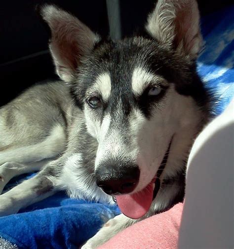 Husky puppies are loyal dogs who love their families. NAOMI is just one of many Siberian Huskies for adoption in ...