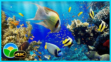 The Best 4k Aquarium For Relaxation Ii 🐠 Relaxing Oceanscapes Sleep