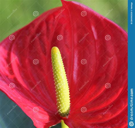 Anthurium The Flamingo Flower Is An Evergreen With Red Waxy Flowers