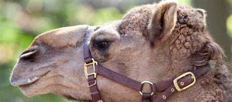 20 Most Interesting Camel Facts With Photos Answers Africa