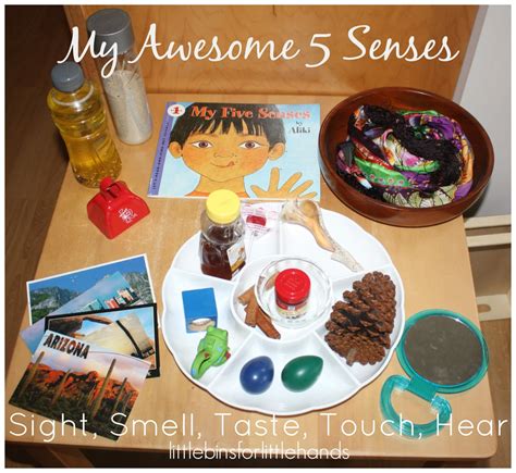 5 Senses Activity Preschool Learning About Senses Science