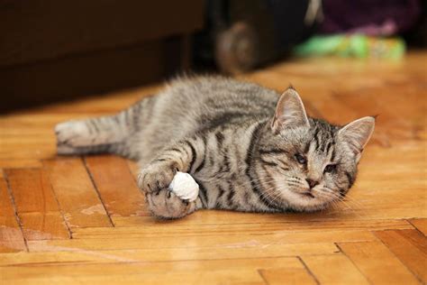 Why Your Cat Might Be Weak Wobbly Or Dragging The Back Legs